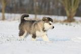 ALASKAN MALAMUTE 271